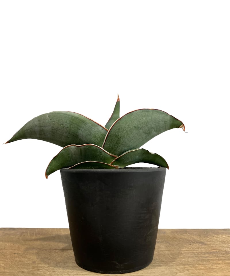 サンセベリア エーレンベルギー バナナ 「Sansevieria ehrenbergii Ba