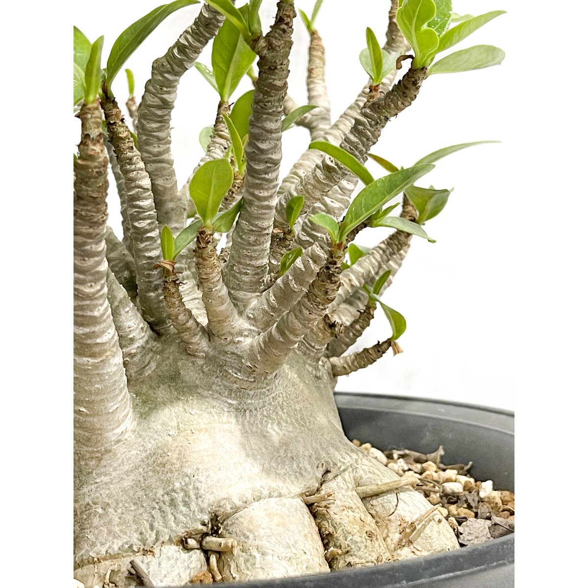アデニウム アラビカム ドワーフ タイプ「Adenium arabicum dwarf ty