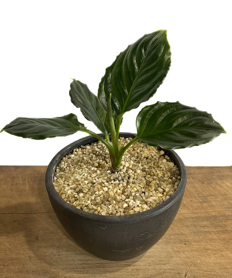 【極美株】Aglaonema llica ★アグラオネマ メタリカ 極美株】Aglaonema Metallica ☆アグラオネマ メタリカ