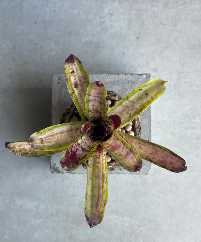 ネオレゲリア クリッシー + plantsmonsters pot 「Neoregelia c