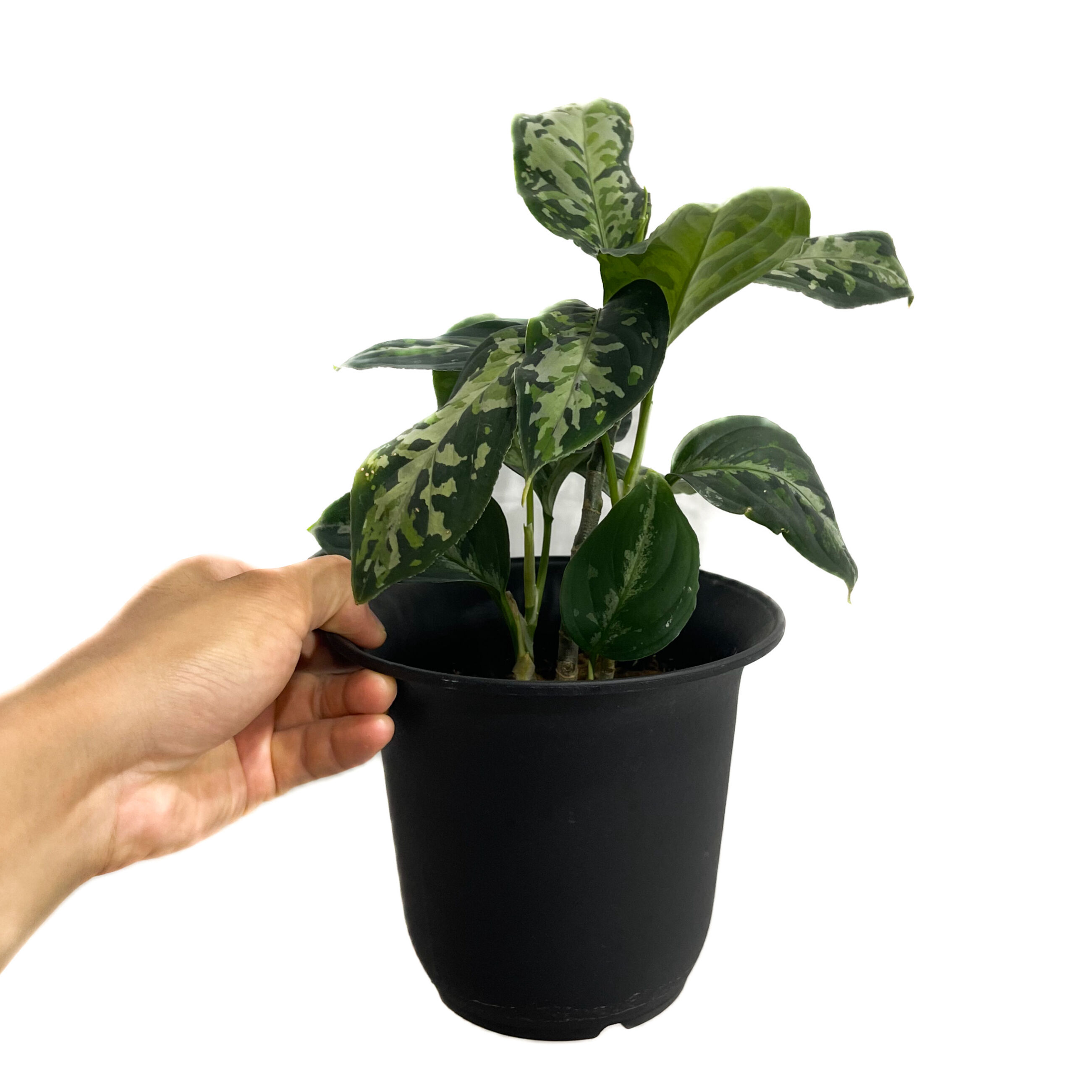 Aglaonema pictum Tricolor アグラオネマ　トリカラー original