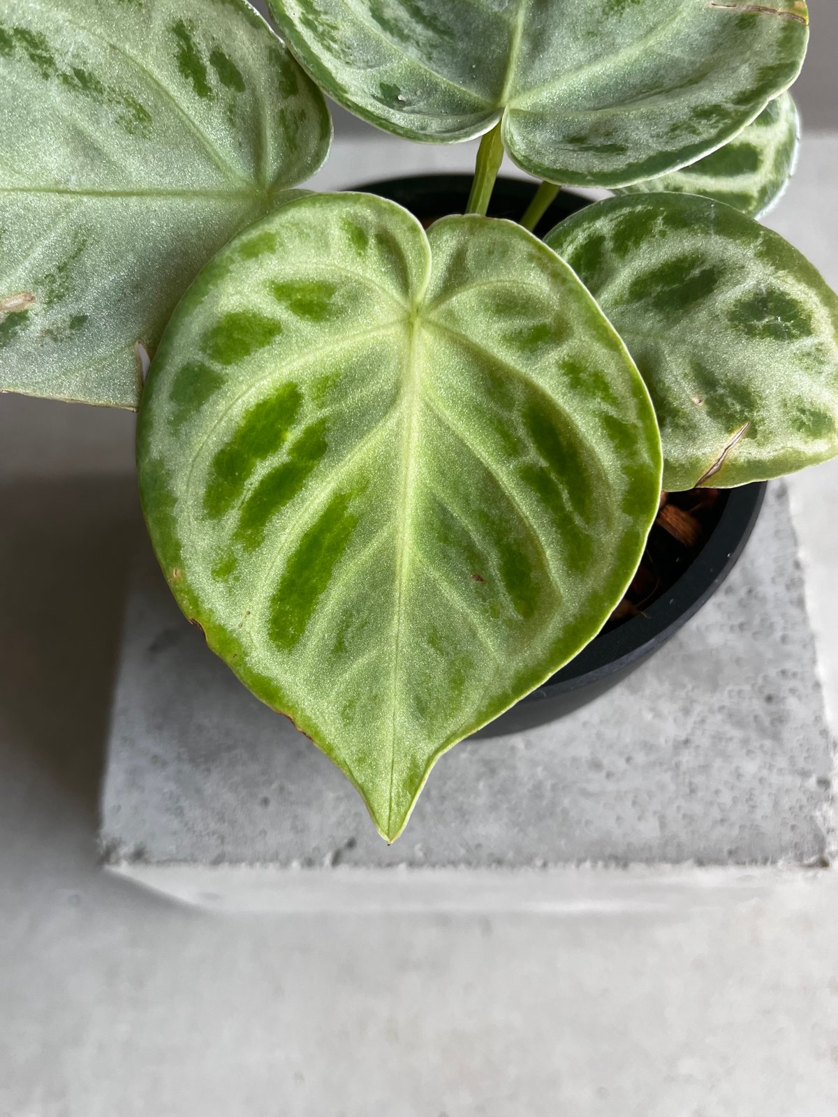 アンスリウム ドラヤキ シルバー 「Anthurium Dorayaki Silver アンスリウム ドラヤキ シルバー 「Anthurium Dorayaki Silver
