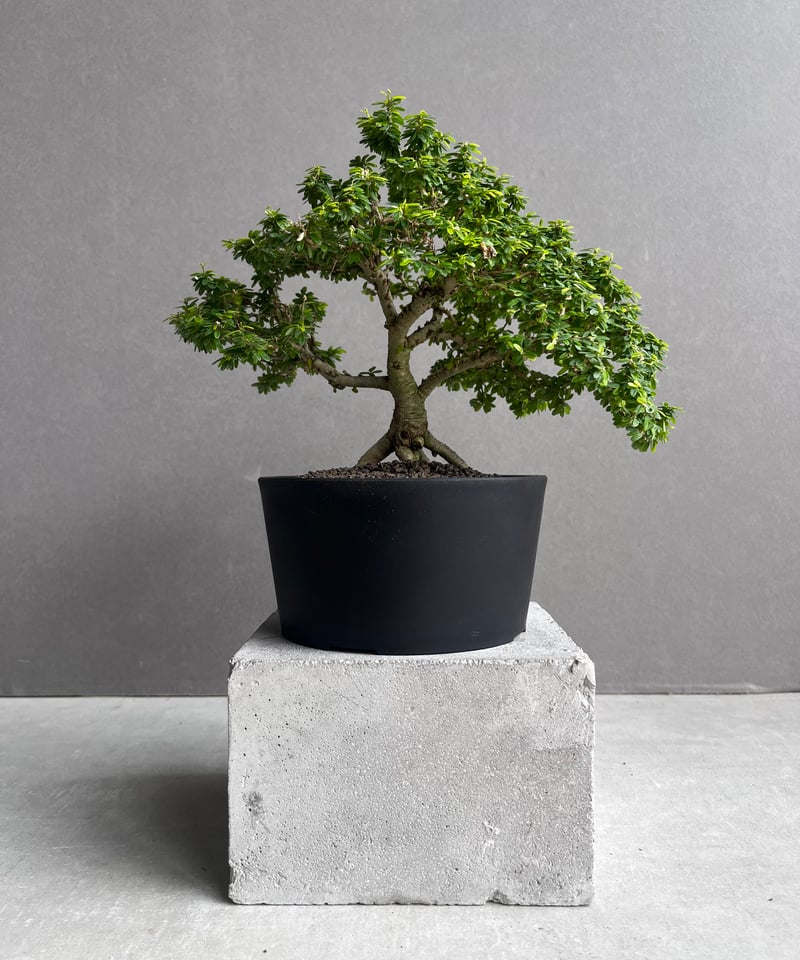 うち” 盆栽 「“UCHI” BONSAI 」64A | SHOUCHIKUEN