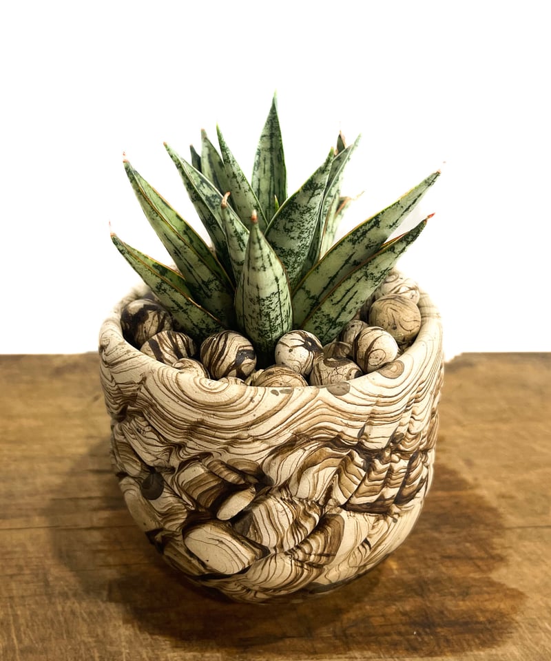 Sansevieria \"Margarita' Variegated 極上親株 サンセベリア マルガリータ+pmp「Sansevieria Margarita」6/28-87