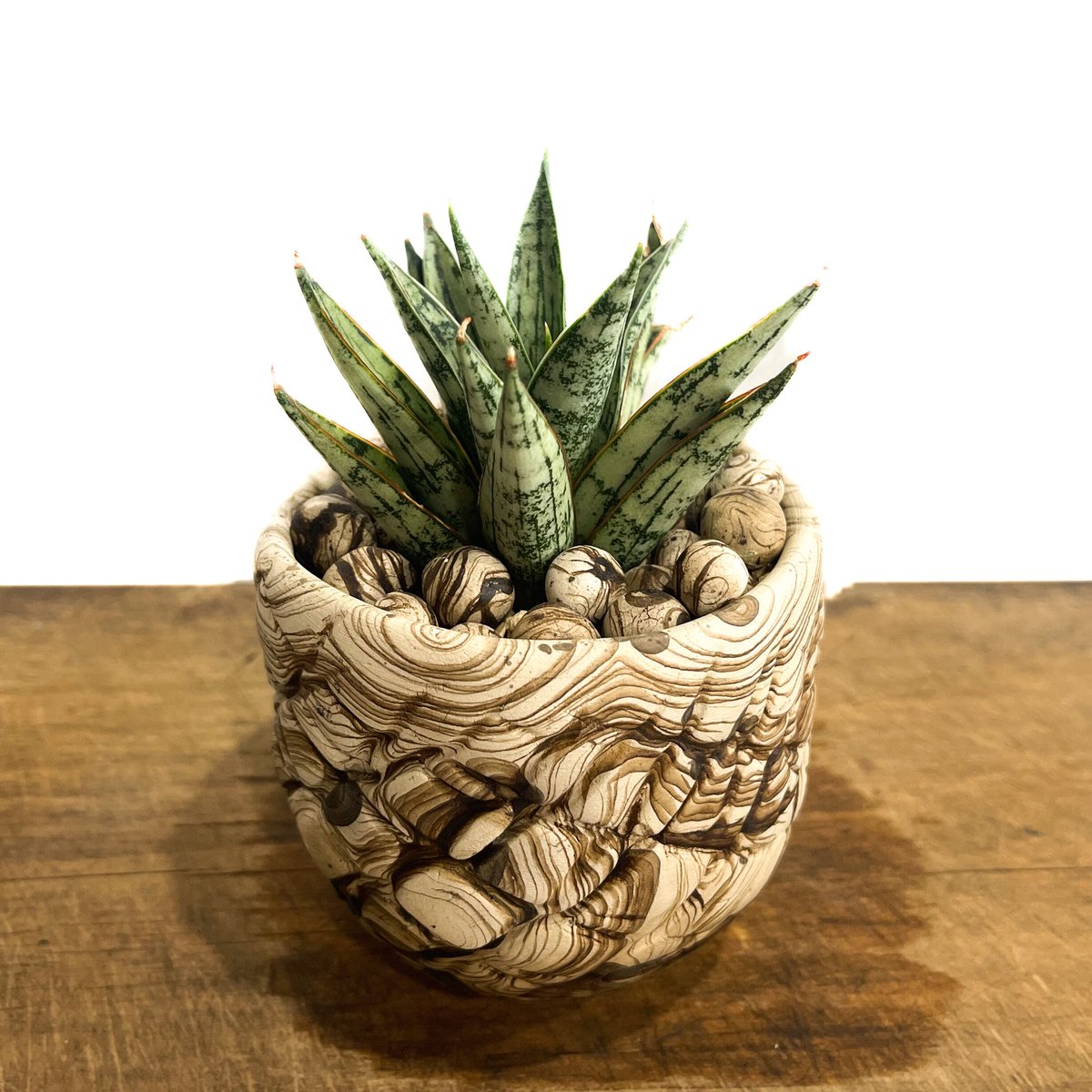 サンセベリア マルガリータ+pmp「Sansevieria Margarita」6/28-87