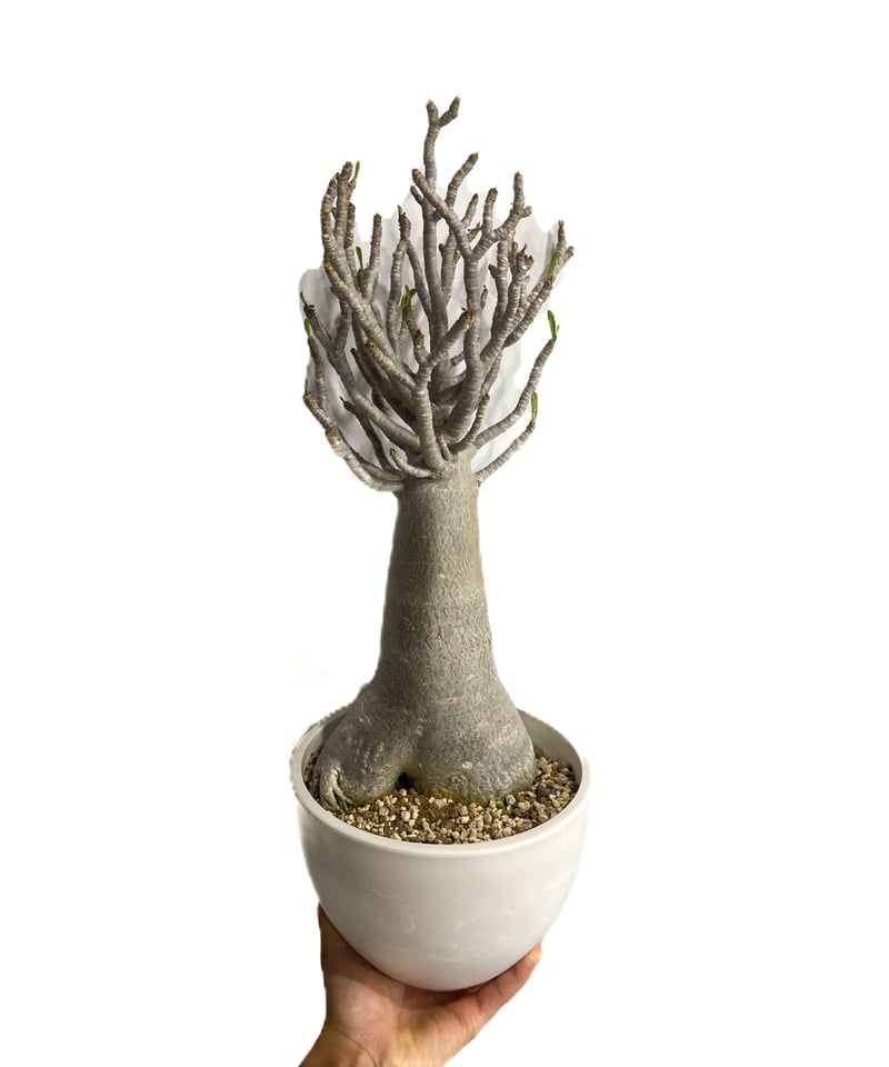 アリカワコウヘイ パピプペポ! 151/800 7845992709-030_MAIN.jpg?v=