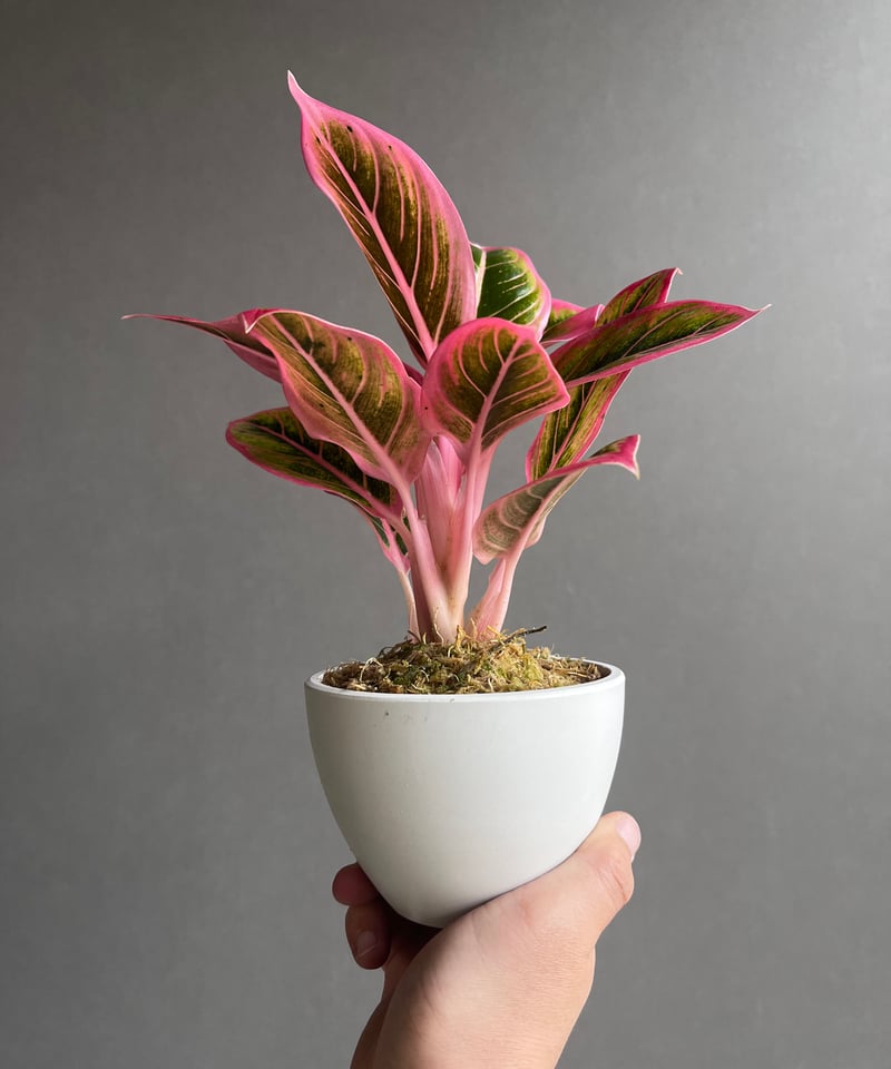アグラオネマ ロータス デライト 「Aglaonema Lotus Delight