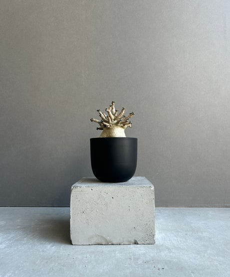 ペルー産　プレポナ　86mm CBM-ZI_161945.jpg