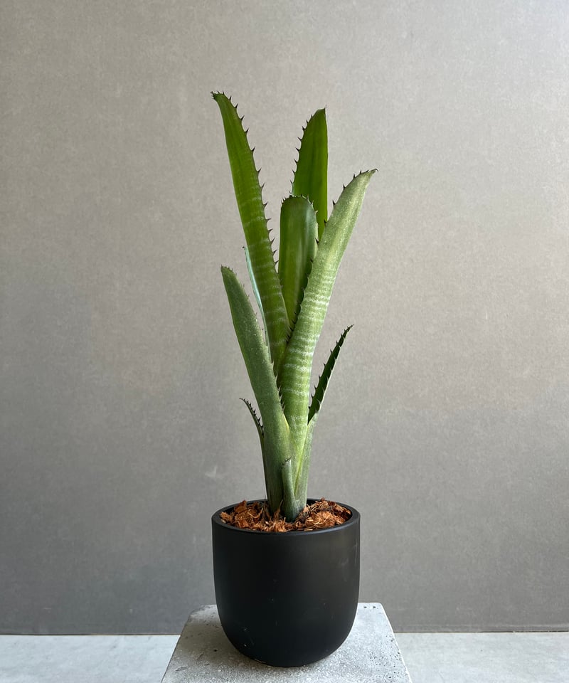 ビルベルギア オーバー ザ ムーン 「Billbergia Over The Moon」26A