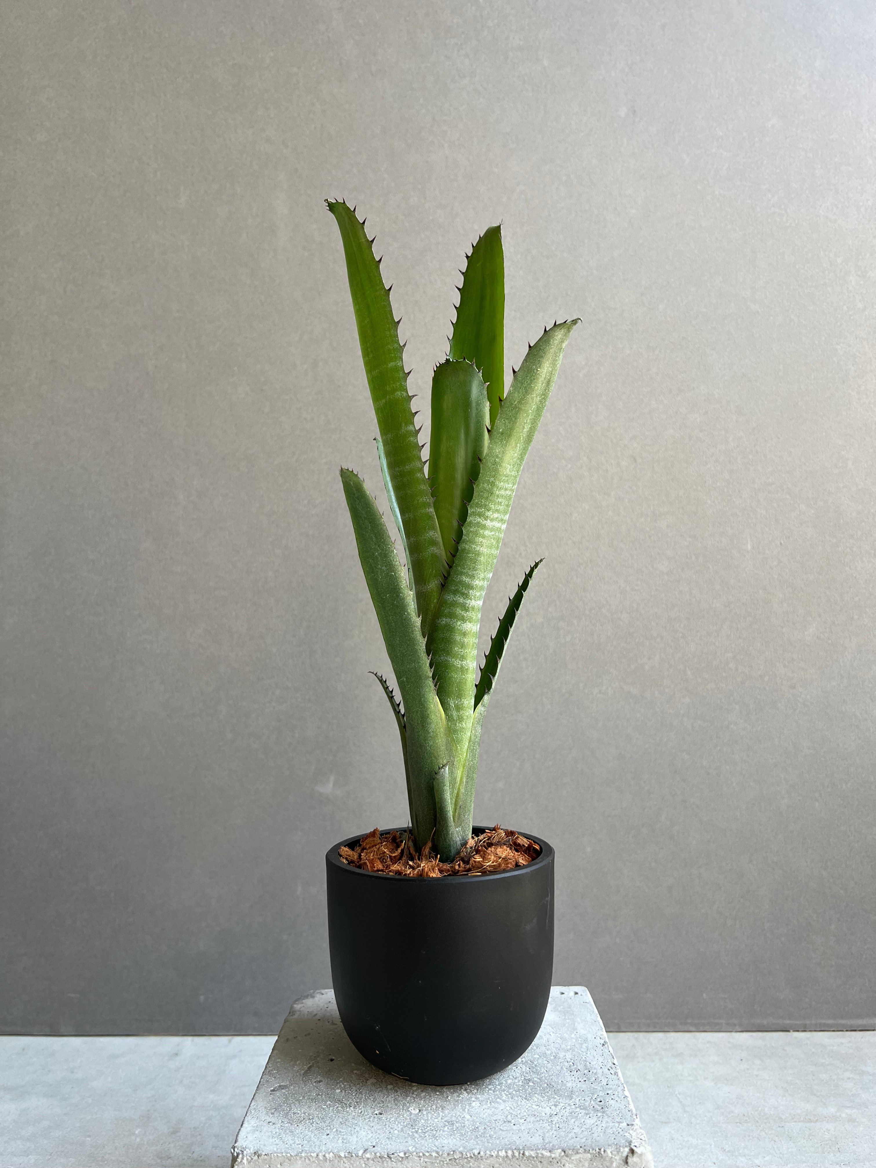 ビルベルギア オーバー ザ ムーン ビルベルギア オーバー ザ ムーン 「Billbergia Over The Moon」26A