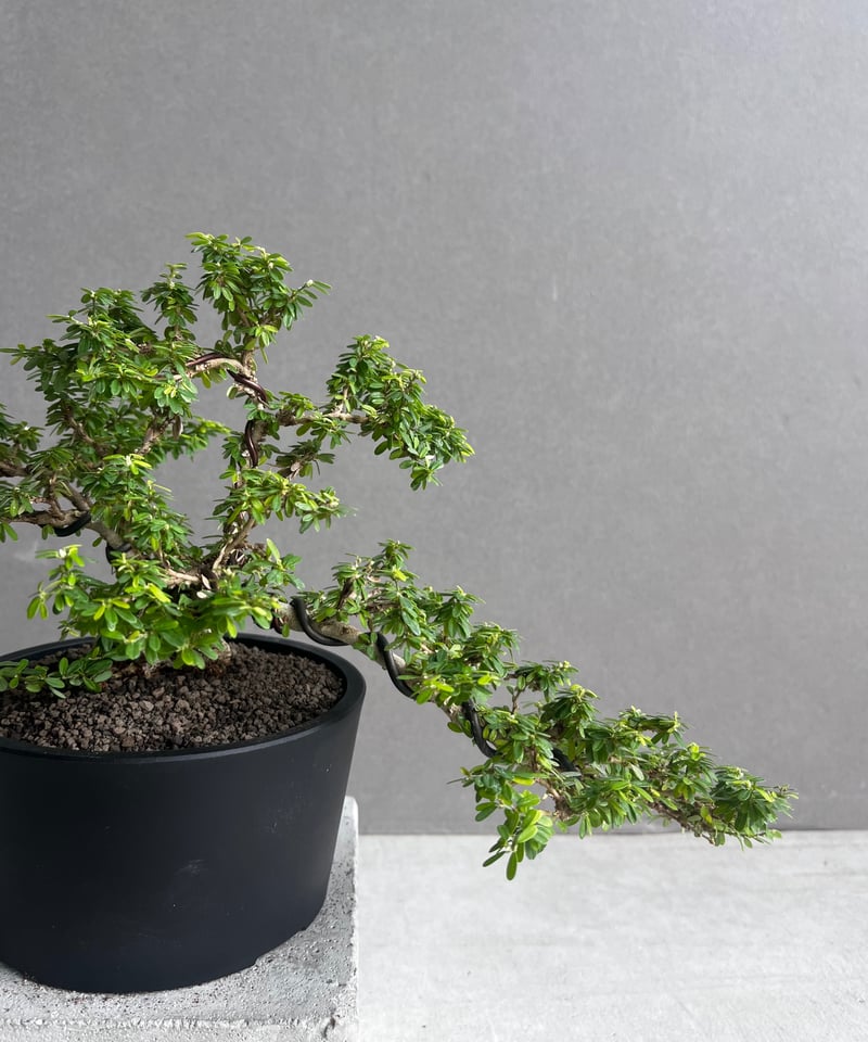 神代ケンポナシ我谷盆　新作　IM624 神代ケンポナシ我谷盆 新作 IM624