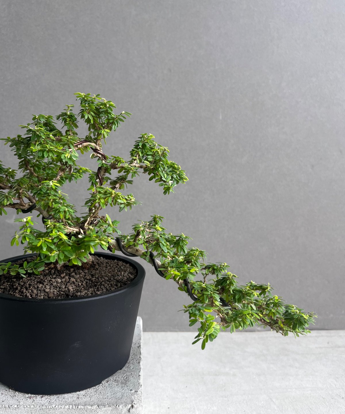 うち” 盆栽 「“UCHI” BONSAI 」65A | SHOUCHIKUEN