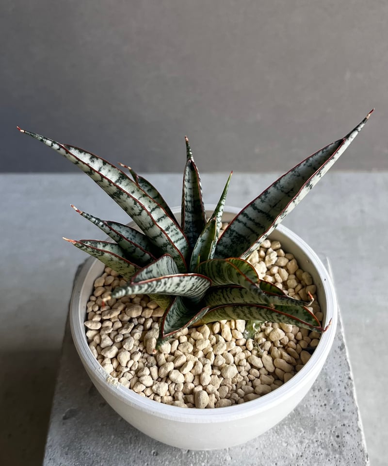 EMP サンセベリア マーシャアンジャニ / SA317 サンスベリア マーシャ