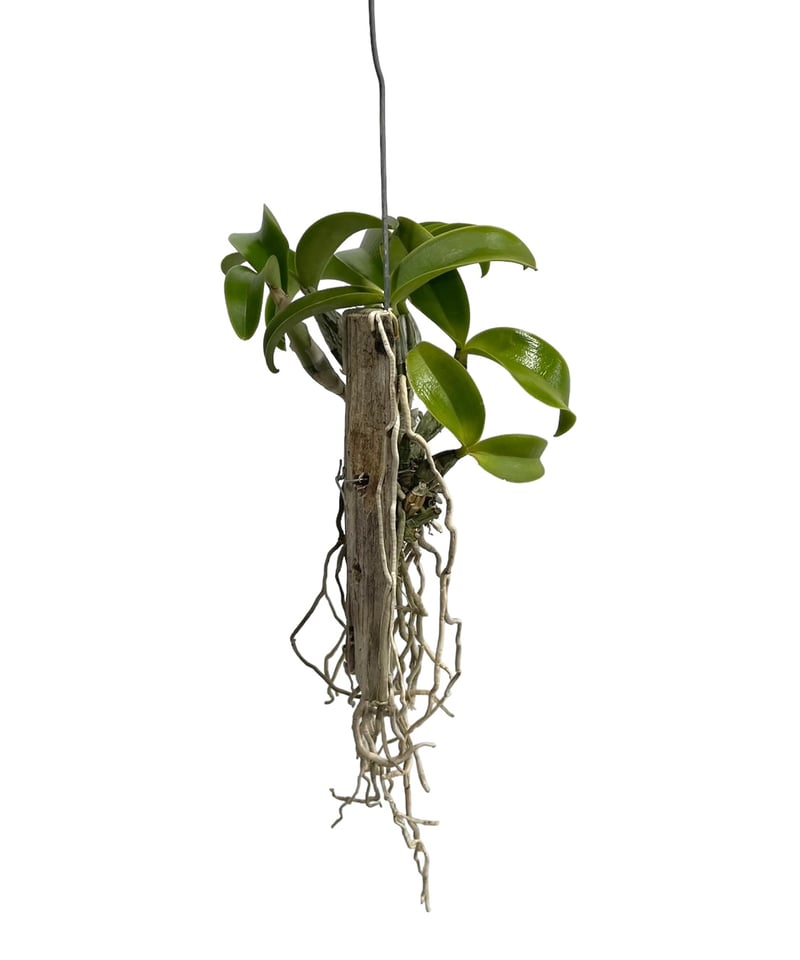 カトレア ノビリオール アマリア 「Cattleya nobilior var. amalia