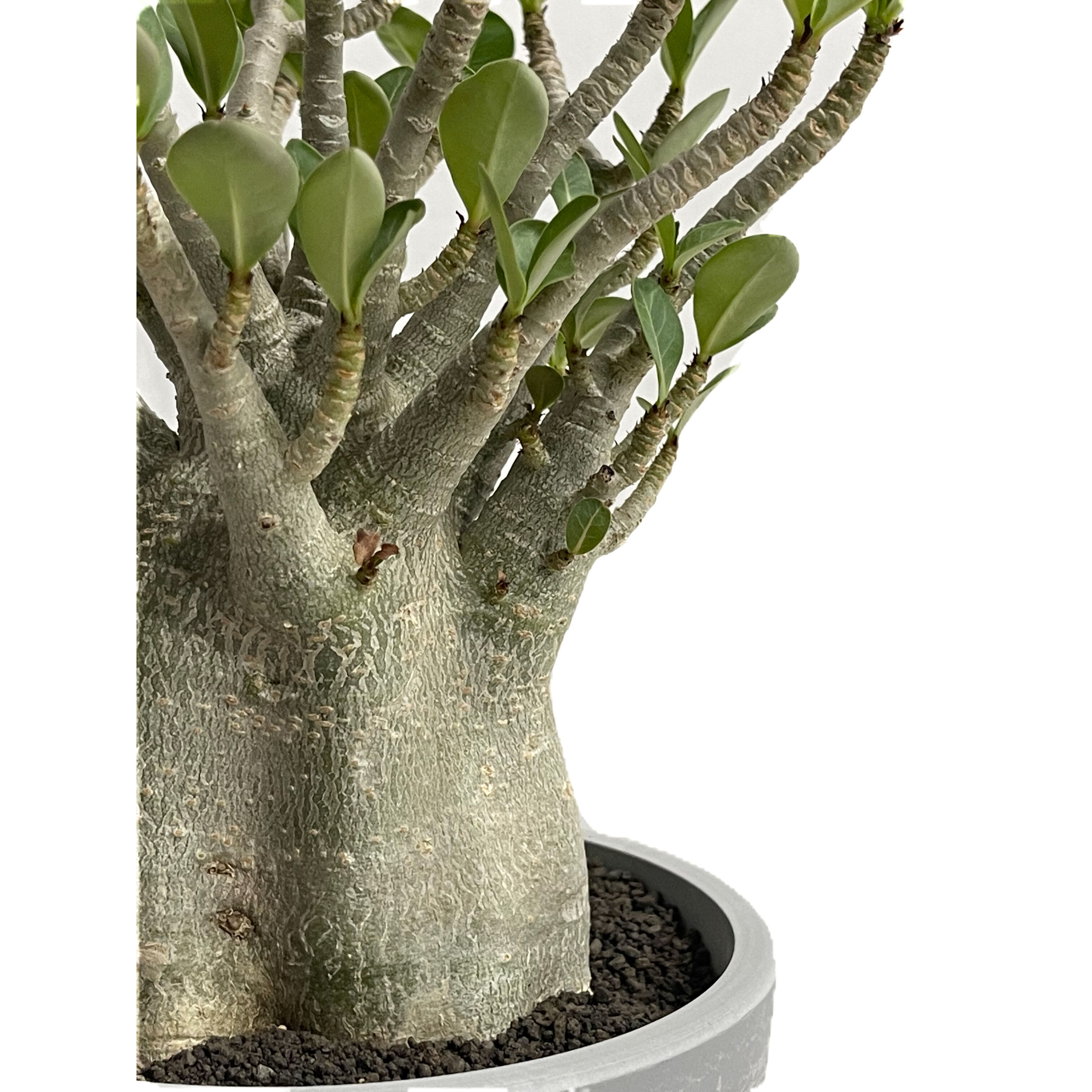 アデニウム アラビカム ドワーフ タイプ「Adenium arabicum dwarf ty