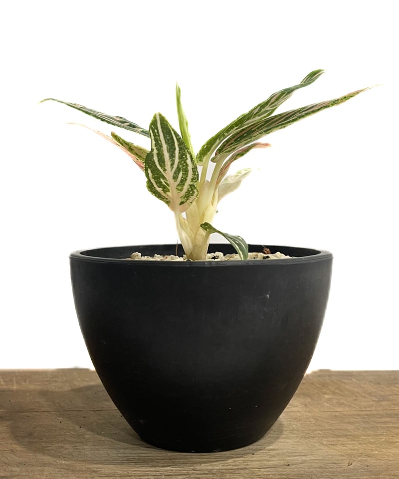 アグラオネマ ゴールデンホープ「Aglaonema Golden Hope」72D-1 | S