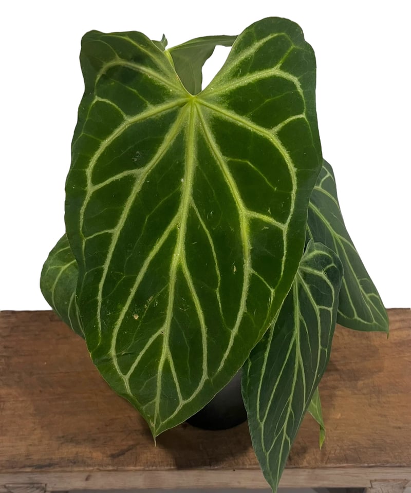 アンスリウム クリスタリナム x シルバー ホープ 「Anthurium