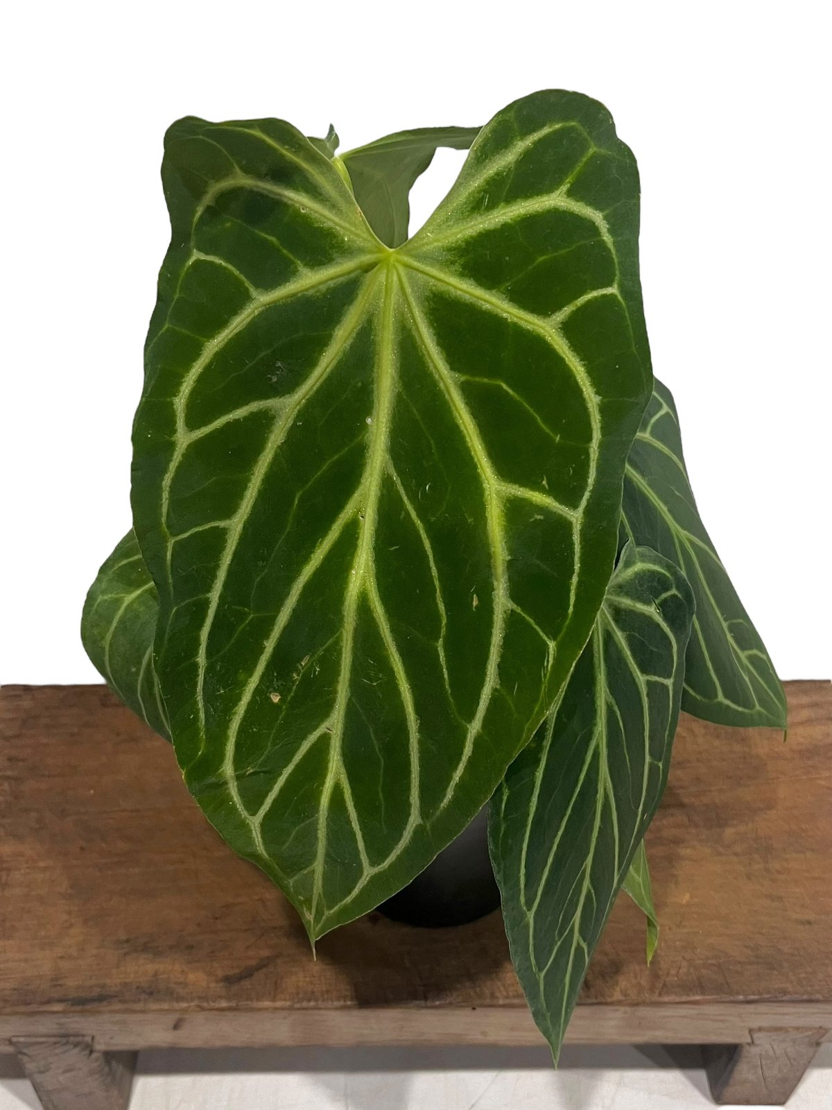 fit=scale-down,w=1200