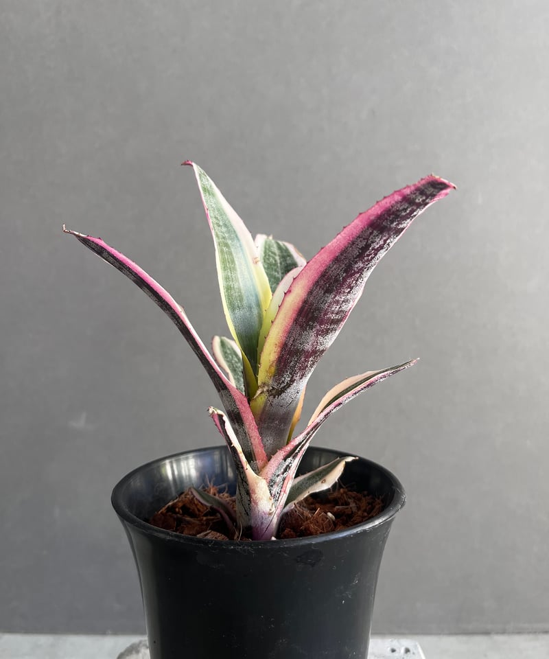 ブロメリア・エアープランツ Aechmea Otto Aechmea 'Otto' | Panus