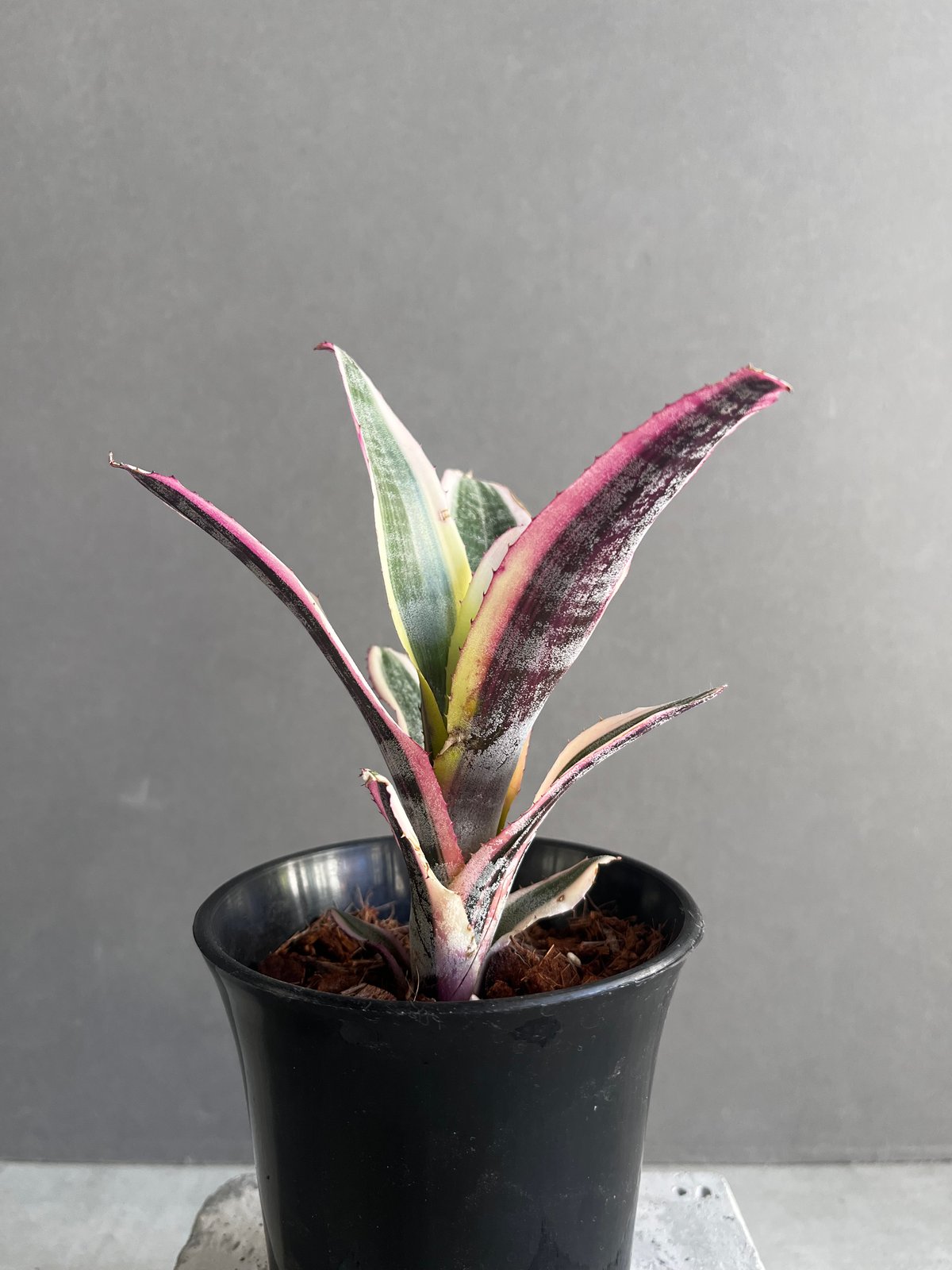 希少　Aechmea Otto エクメア　オットー　超美株　タンクブロメリア Aechmea Otto 【artPLANTs】エクメア/タンクブロメリア
