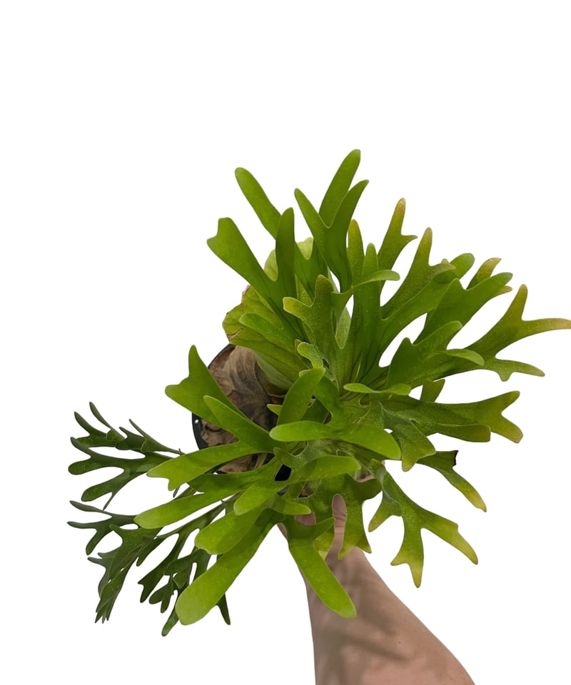 ビカクシダ キッチャクード 細葉 「Platycerium Mt. Kitshakood ビカクシダ キッチャクード 細葉 「Platycerium Mt. Kitshakood