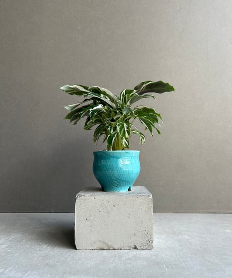 CATEGORY Plants | SHOUCHIKUEN