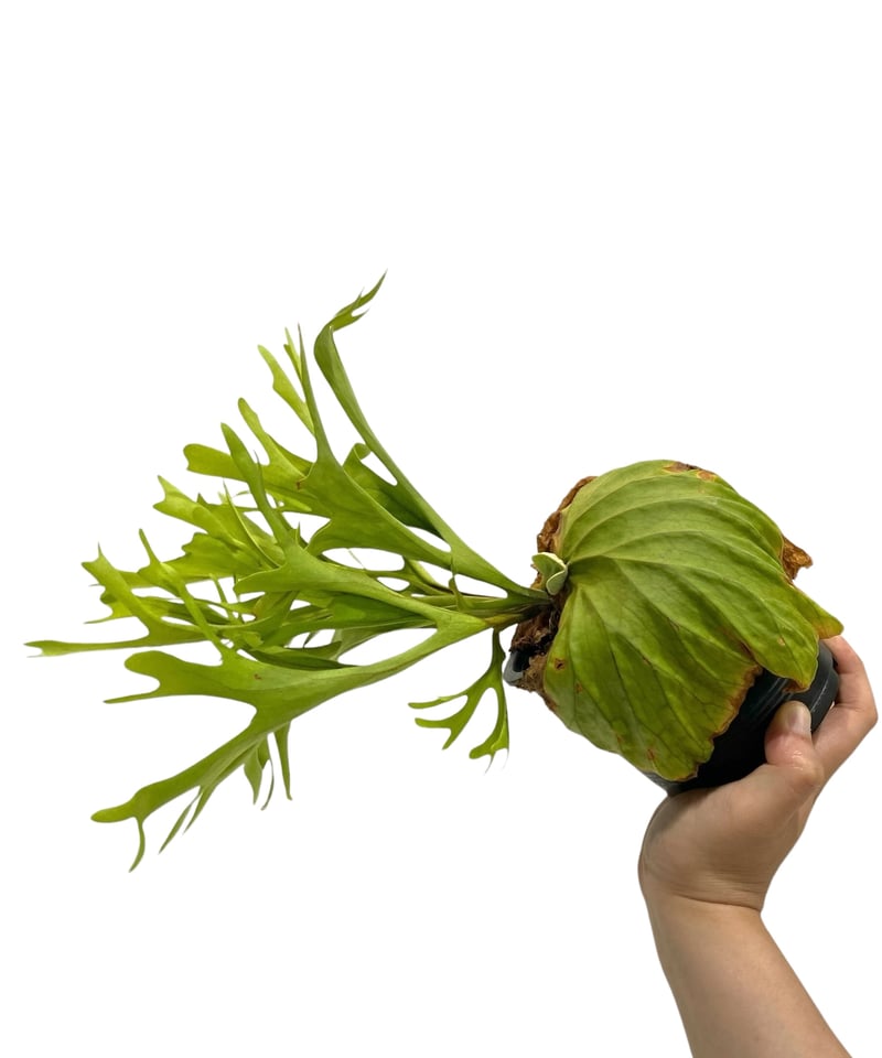 ビカクシダ リドレイ(by ヌクル) 「Platycerium ridleyi (by Nuk