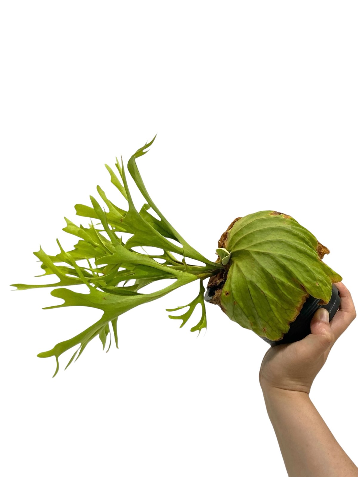 ビカクシダ リドレイ(by ヌクル) 「Platycerium ridleyi (by Nuk