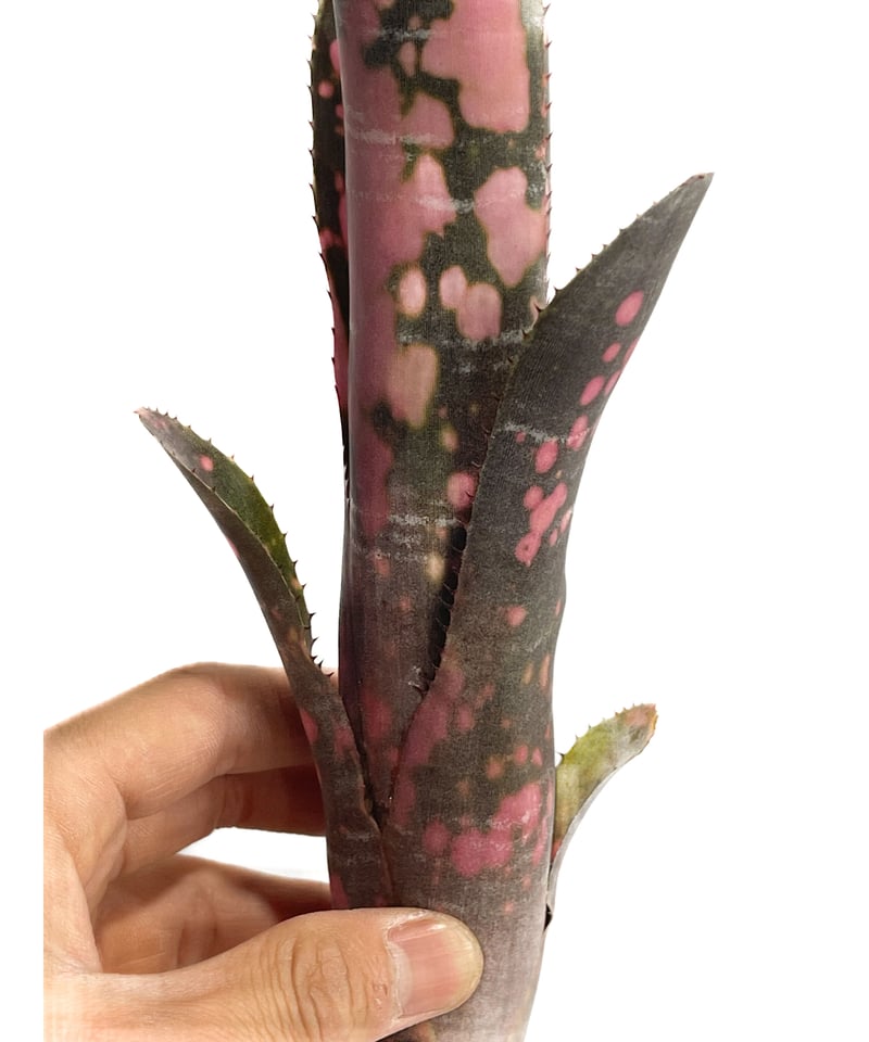 ビルベルギア インセンディアリー デライト「Billbergia