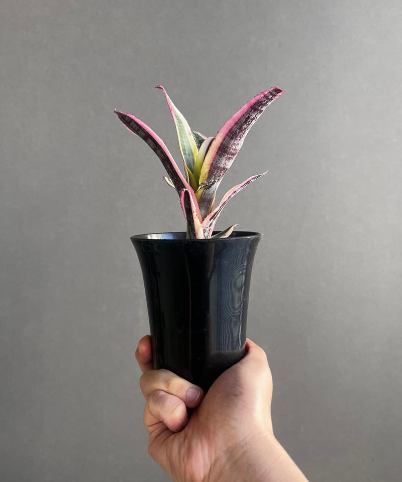 エクメア　オットー エクメア オットー「Aechmea Otto」4/12-291 | SHOUCHIKUEN