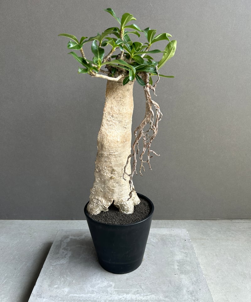 アデニウム タイ ソコトラナム “BONSAI” 「Adenium Thai socotran