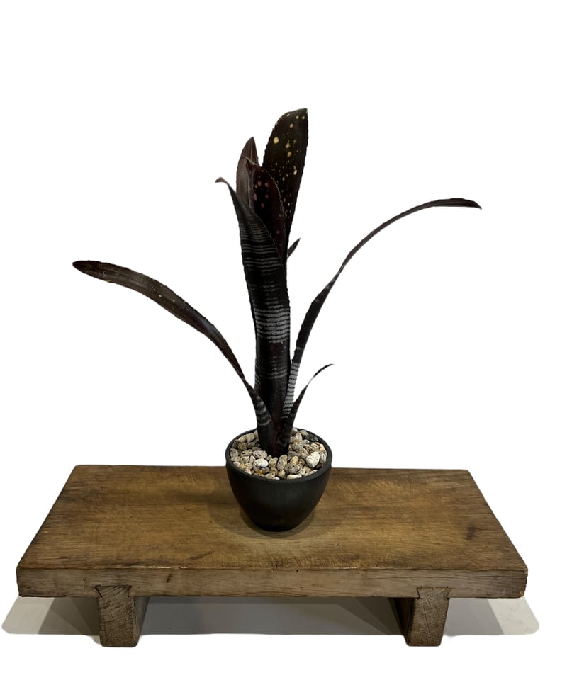 ビルベルギア ダースベイダー「Billbergia 'Darth vader' 」43J ビルベルギア ダースベイダー「Billbergia 'Darth vader' 」43J