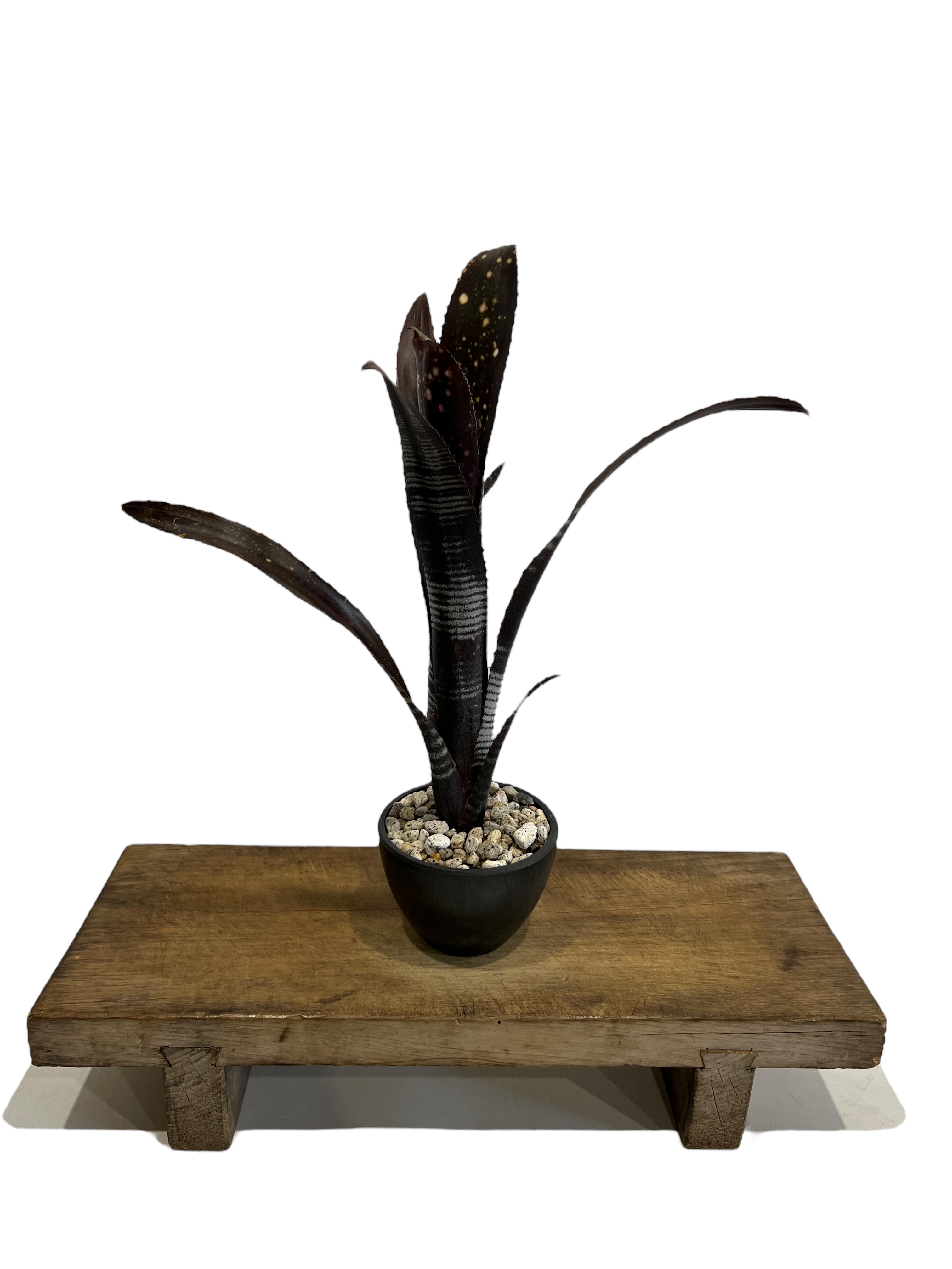 ビルベルギア ダースベイダー「Billbergia 'Darth vader' 」43J |