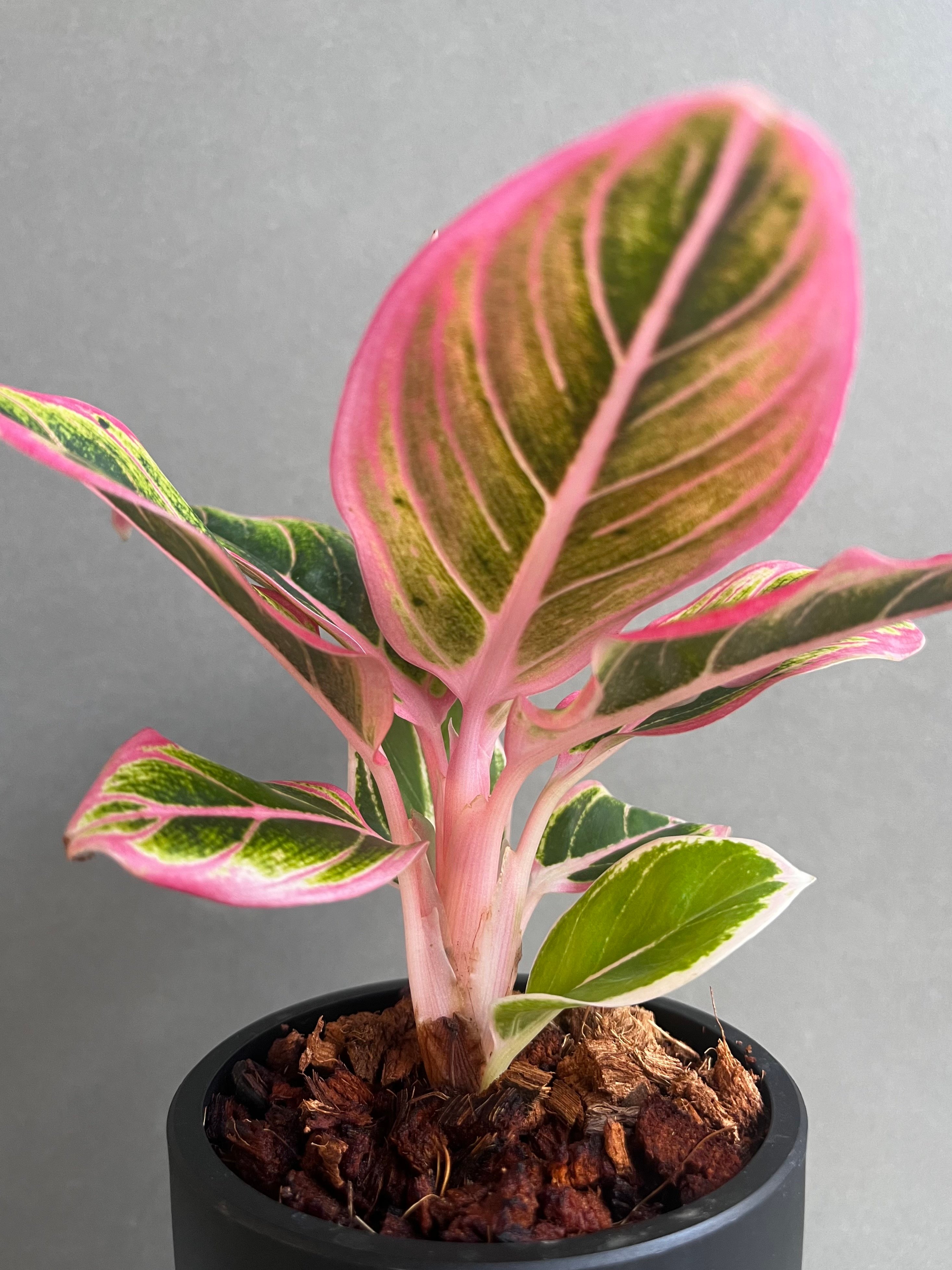 激レア　アグラオネマ　ロータスディライト / ロータスデライト　選別株 アグラオネマ ロータス デライト 「Aglaonema Lotus Delight」22F |