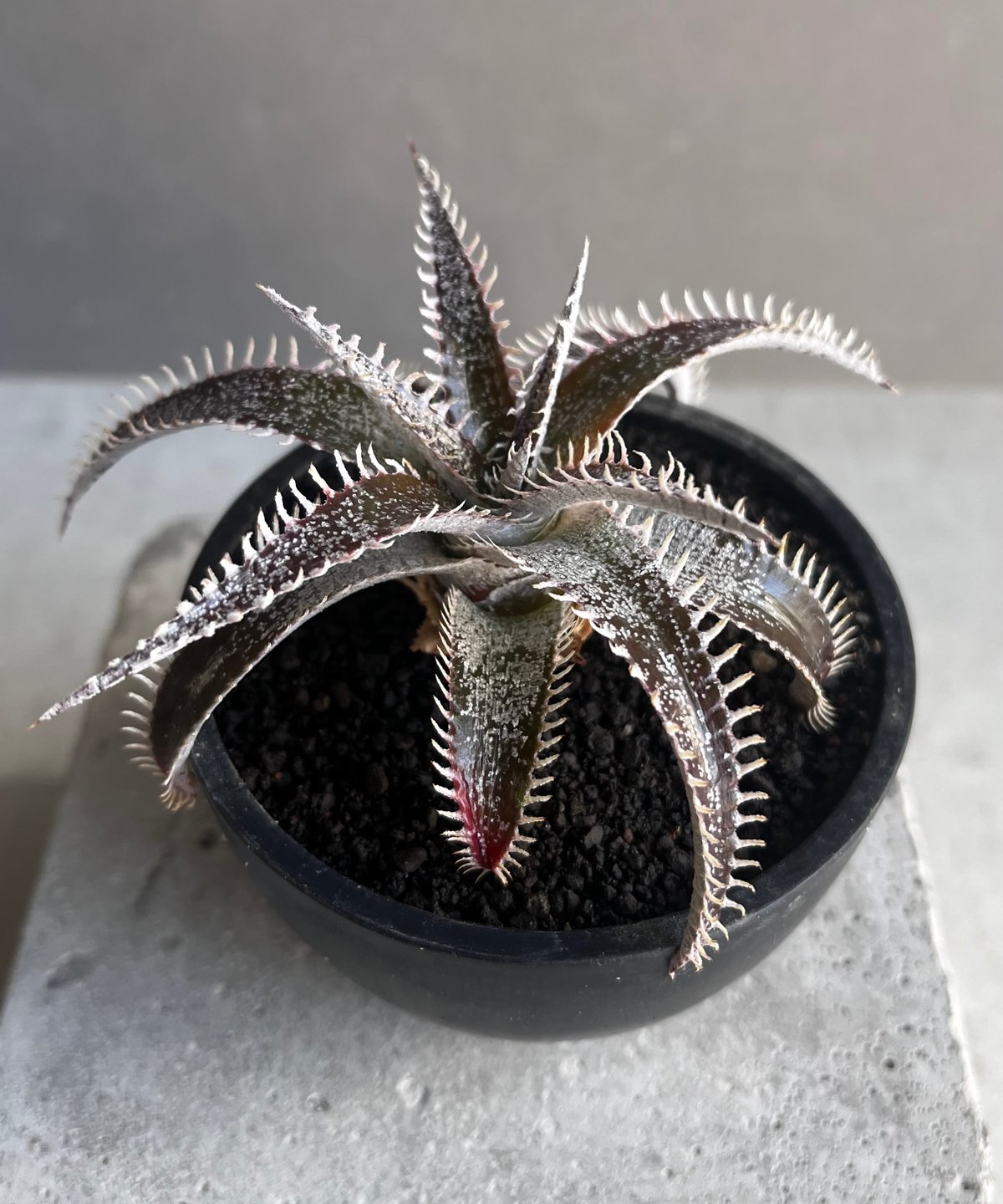 ディッキア Dyckia argentea affinis (mezii) ⑶ ディッキア Dyckia argentea affinis (mezii) ⑶