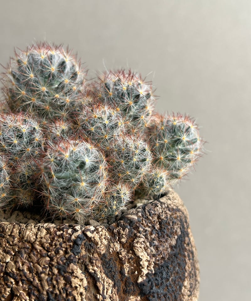 マミラリア 松霞+ plantsmonsters pot 「Mammillaria multi