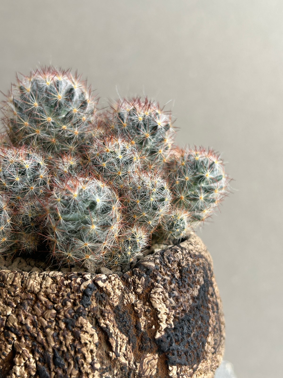 マミラリア 松霞+ plantsmonsters pot 「Mammillaria multi