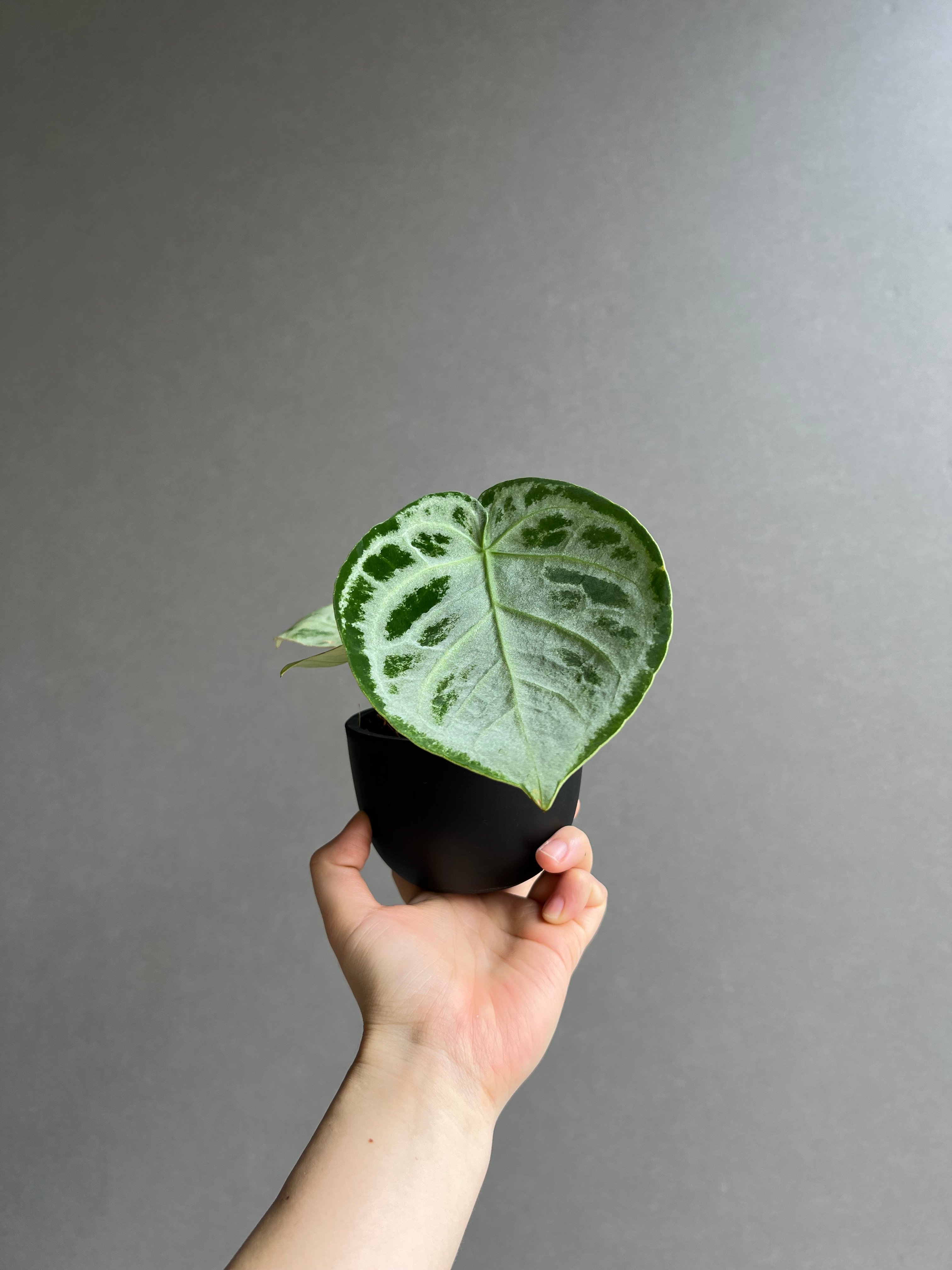 53 アンスリウム　ドラヤキ　フルシルバー　別名‘ムーンケーキ’ アンスリウム ドラヤキ シルバー 「Anthurium Dorayaki Silver」39E