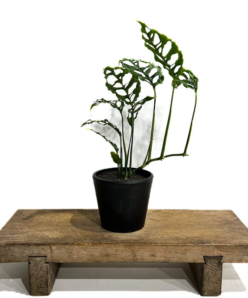 モンステラ オブリクア ペルー「Monstera obliqua Peru」27F-3 | S