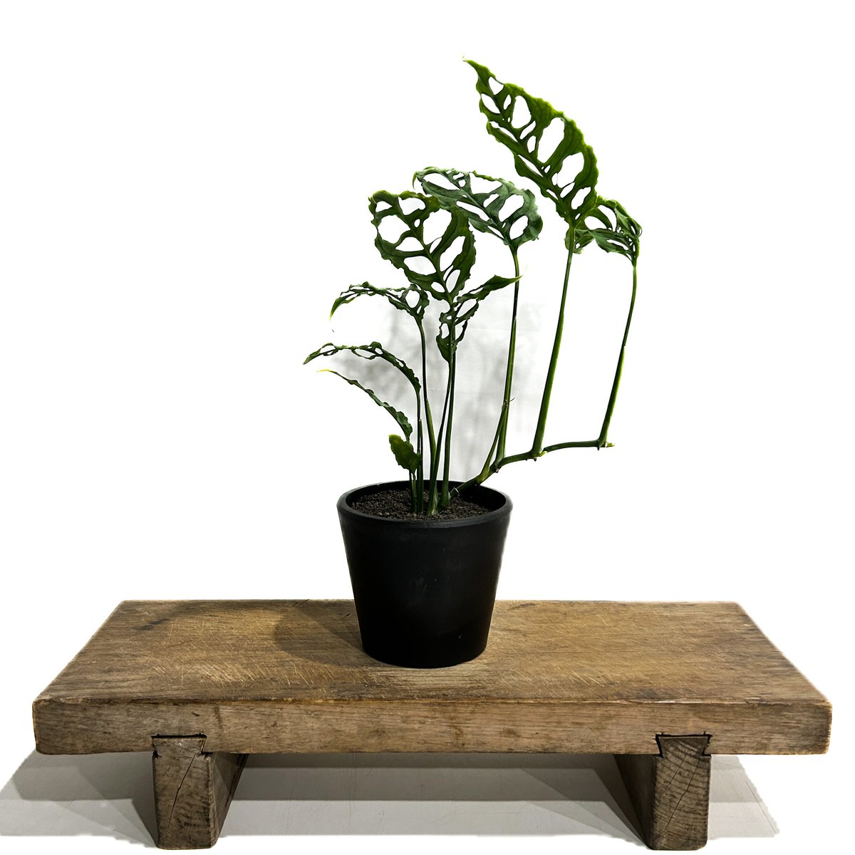 モンステラ オブリクア ペルー「Monstera obliqua Peru」27F-3 | S