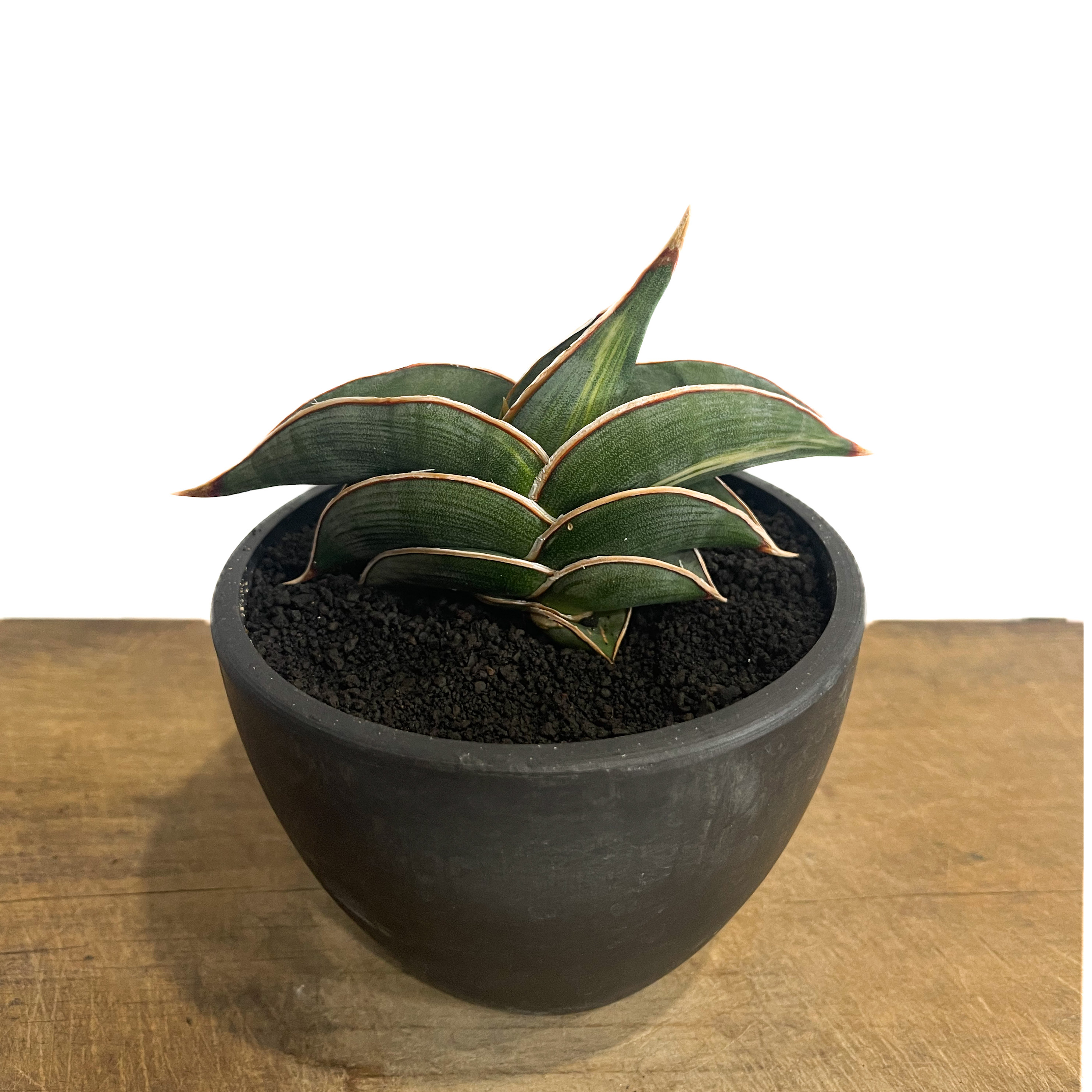 サンセベリア ロリダ 斑入り「Sansevieria rorida Var.」32G-1 |