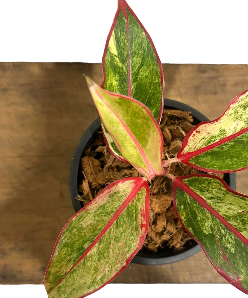 アグラオネマ サイアム オーロラ 斑入 「Aglaonema Siam Aurora Vari