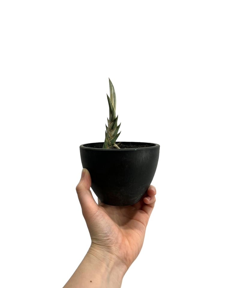 サンセベリア lav.1970 白斑入 「Sansevieria lav. 1970 Whit