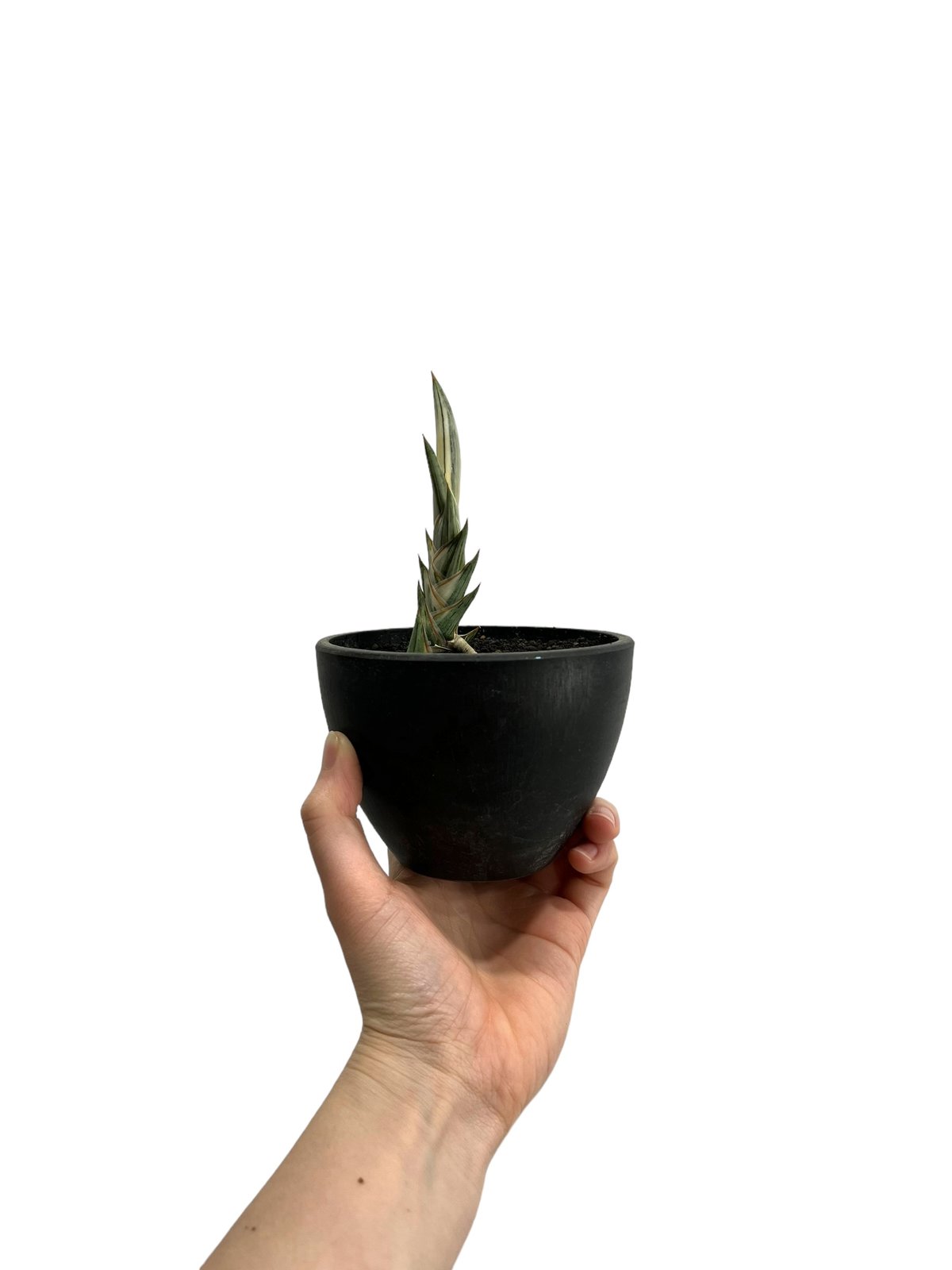 サンセベリア lav.1970 白斑入 「Sansevieria lav. 1970 Whit