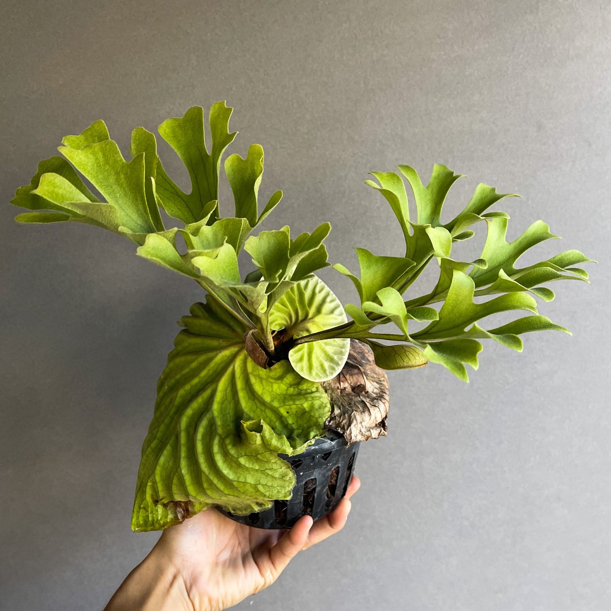 j*o様 【お得な６株セット】ビカクシダ　リドレイ＆コロナリウム　各３株 ビカクシダ リドレイ×ビカクシダ コロナリウム）× ビカクシダ リドレイ