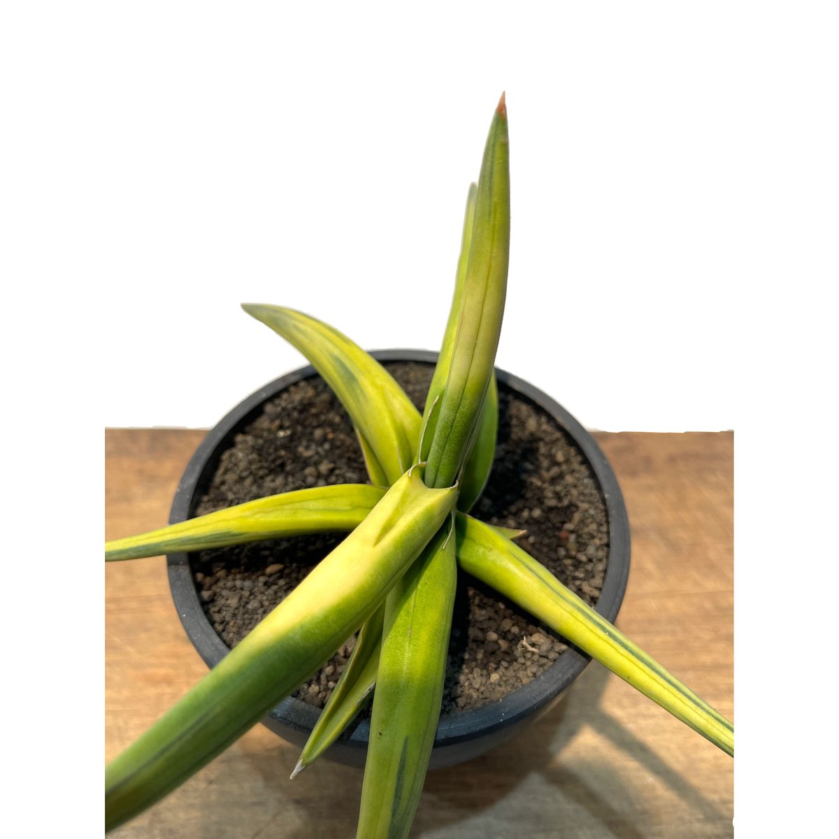サンスベリア スッフルティコーサ S. suffruticosa Sansevieria suffruticosa サンスベリアスッフルティコーサ Snake