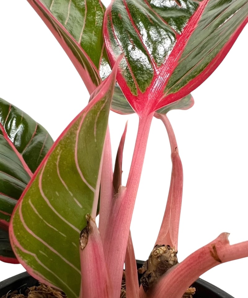 アグラオネマ リップスティック カンザ 「Aglaonema Lipstick Khanza」