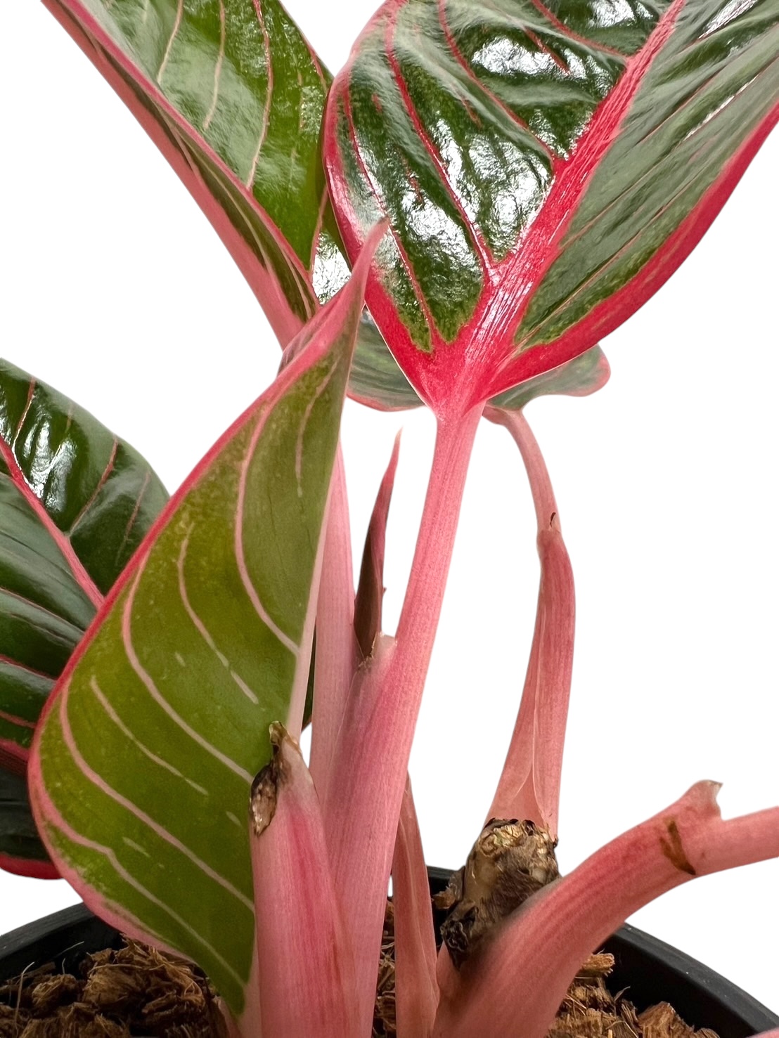 アグラオネマ リップスティック カンザ 「Aglaonema Lipstick