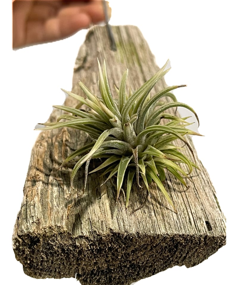 ティランジア イオナンタ アルボマルギナータ 「Tillandsia ionantha
