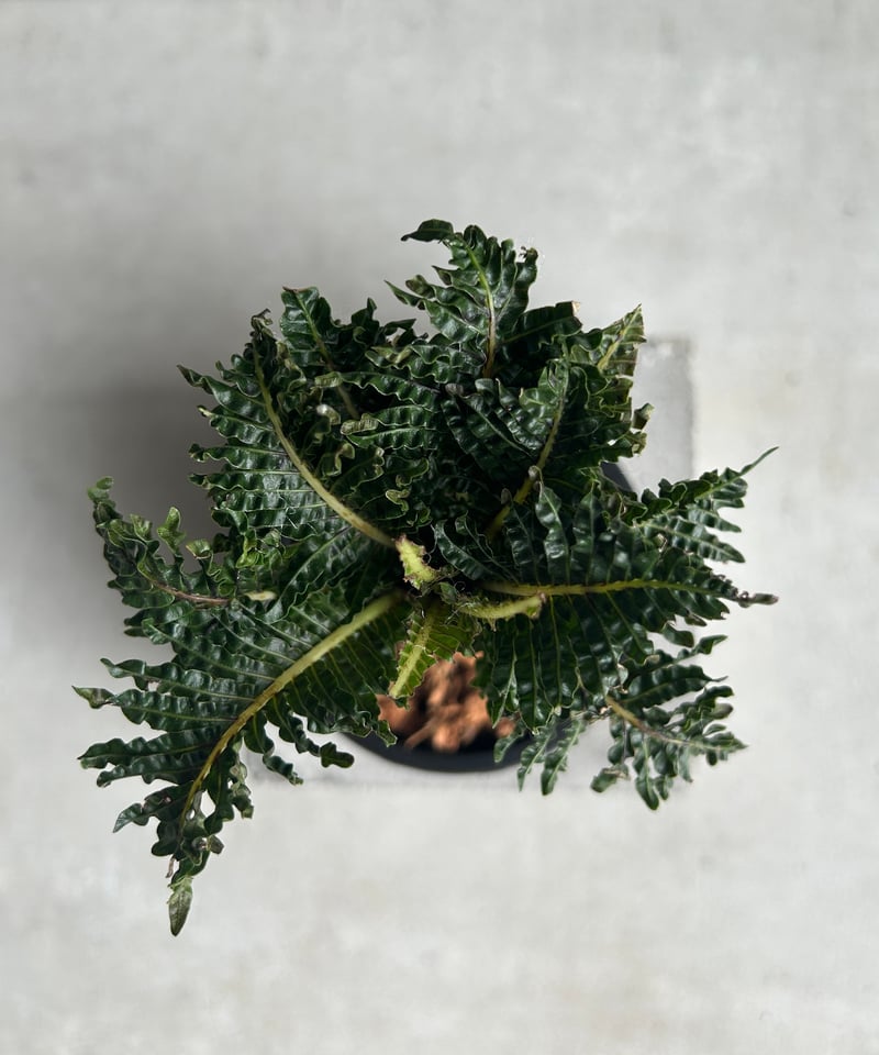 ブレクナム ギッバムドワーフ GP ブレクナムギッバム ドワーフ② GP